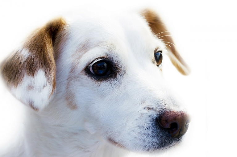 Como se organizar para ter um cão
